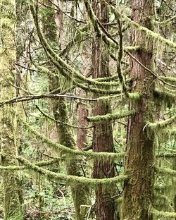 Full frame shot of trees in forest