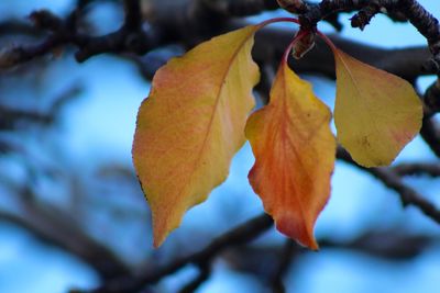 Close-up of leaves on branch