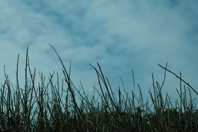 Low angle view of grass against sky