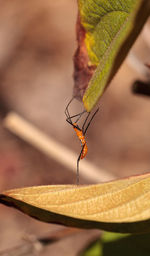 Orange adult milkweed assassin bug, zelus longipes linnaeus on a leaf in a vegetable garden 