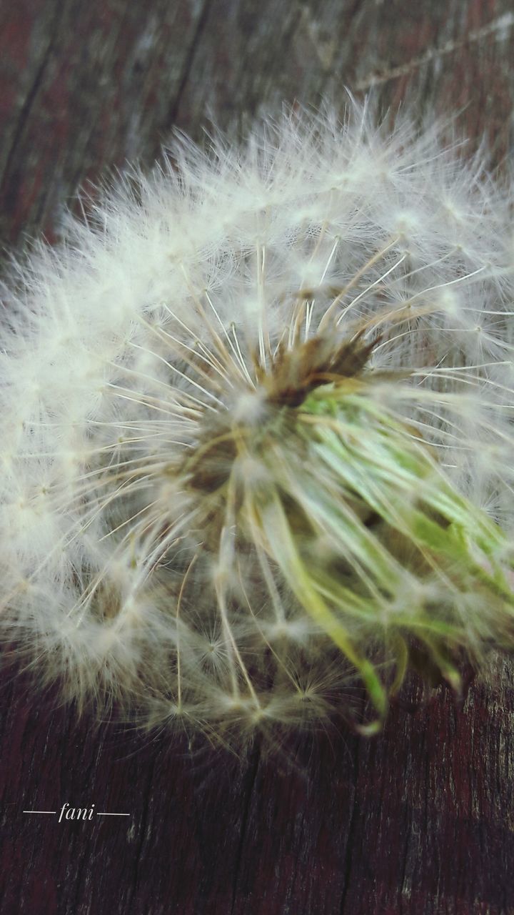 CLOSE-UP OF DANDELION GROWING ON PLANT