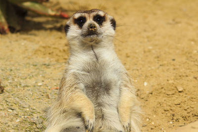 Close-up of meerkat