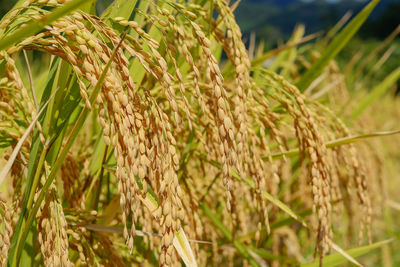 Close-up of stalks in field