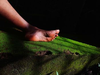 Midsection of person touching leaf