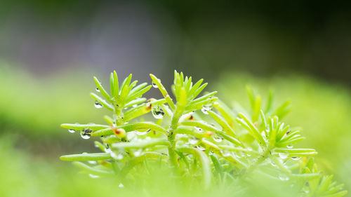 Close-up of plant