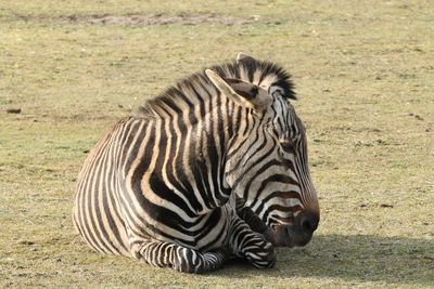 Close-up of zebra