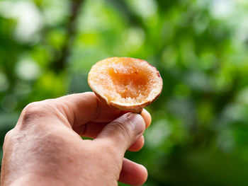 Close-up of hand holding mushroom