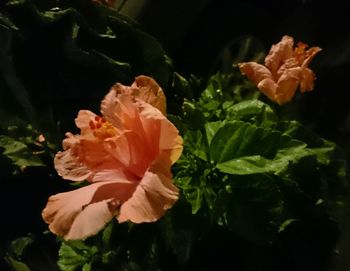 Close-up of flowers blooming against black background