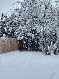 Snow covered trees on field