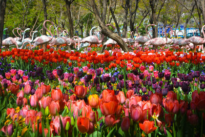 Colorful tulips in garden