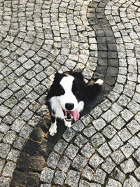 High angle view of dog on footpath