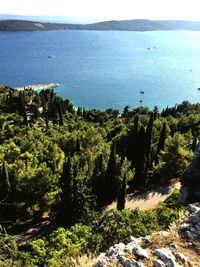 High angle view of trees