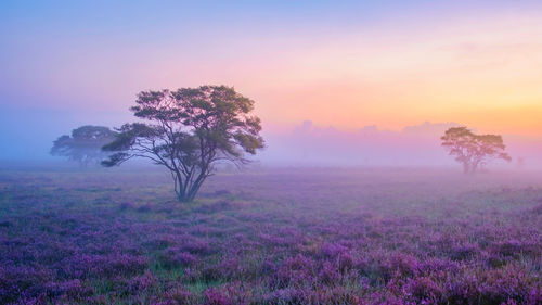 Tree on field against sky during sunset