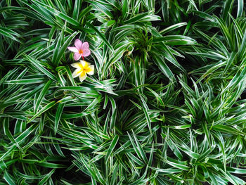 High angle view of flowering plant