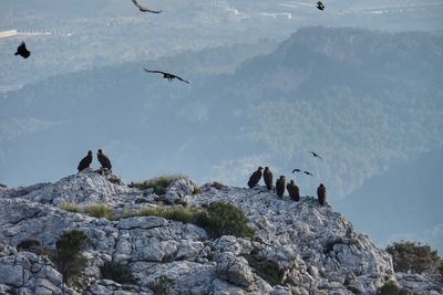 Group of birds on rock