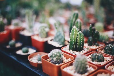 Close-up of succulent plant