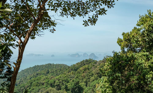 Scenic view of forest against sky