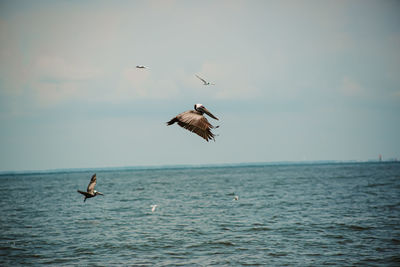 Pelicans on the gulf of mexico