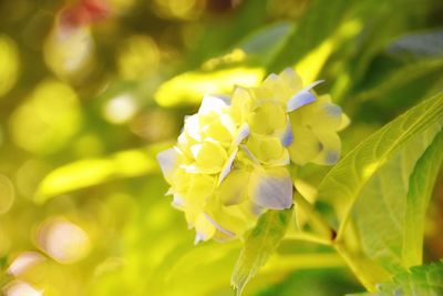 Close-up of yellow flower