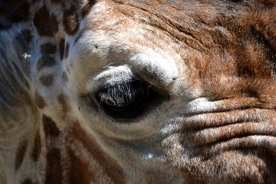 Close-up portrait of horse