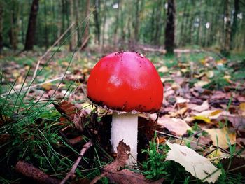 Close-up of mushroom growing in forest