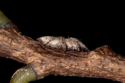 Close-up of lizard on leaf against black background