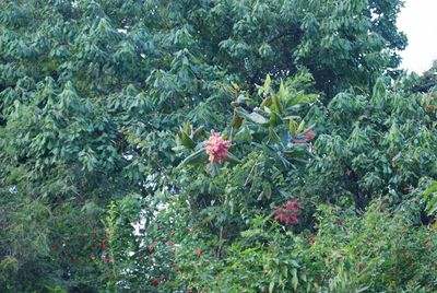Close-up of red flowers growing on tree