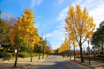 Road amidst trees against sky during autumn