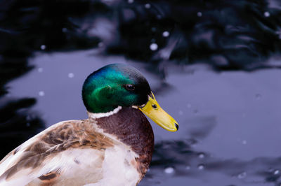 Close-up of mallard duck swimming in lake