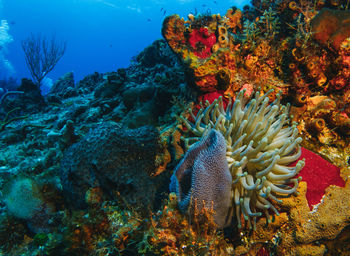 Fish swimming in sea