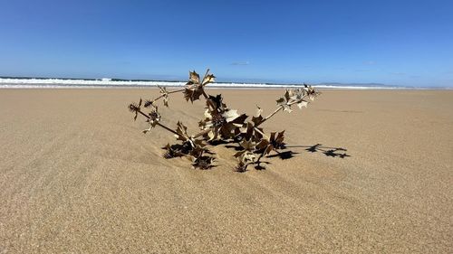 Plant on beach against clear sky