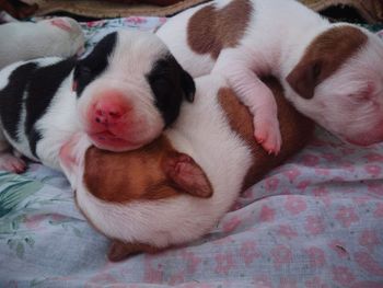 High angle view of dog sleeping on bed