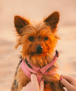 Close-up portrait of hand holding dog