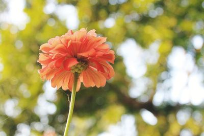 Close-up of red flower