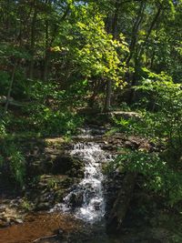 Stream amidst trees in forest