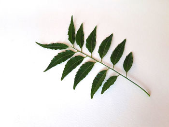 High angle view of plant leaves against white background