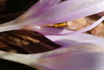 Close-up of purple flowering plant