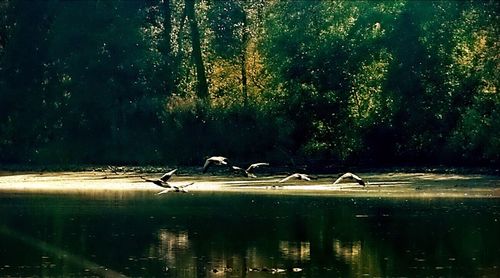 Birds in calm water