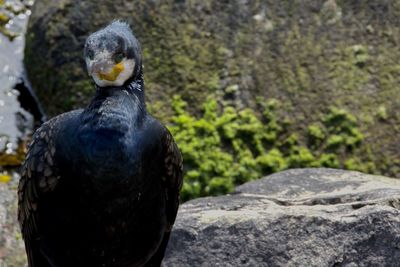 Close-up of bird perching on rock