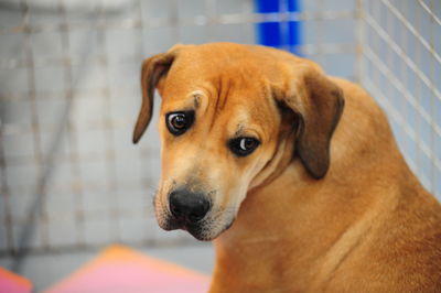 Close-up portrait of dog