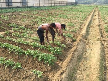 Farmers working at farm