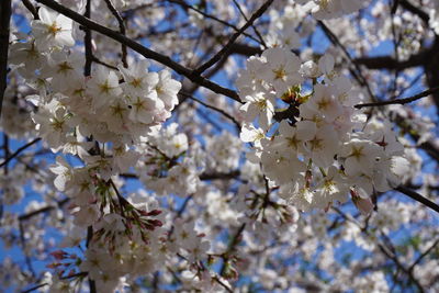 Low angle view of cherry blossoms in spring