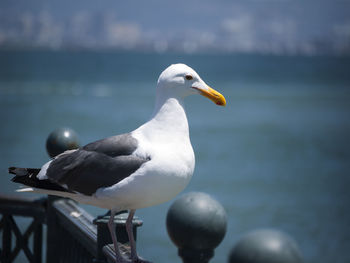 Birds in water