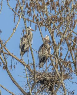 Low angle view of eagle perching on tree against sky