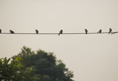 Low angle view of birds perching on cable against clear sky