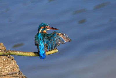 Close-up of bird perching on lake