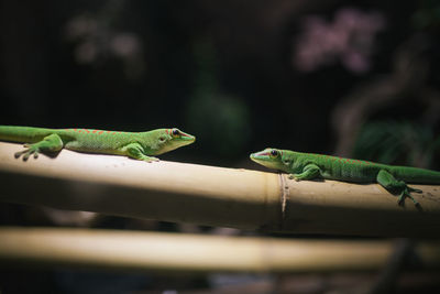 Close-up of lizard on leaf