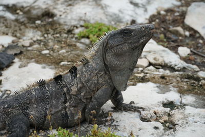 Close-up of lizard on rock