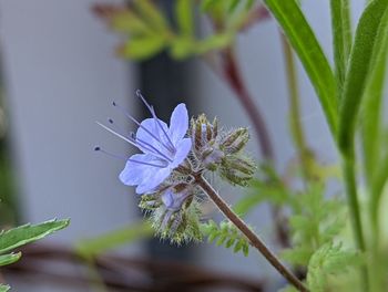 Close-up of purple flowering plant