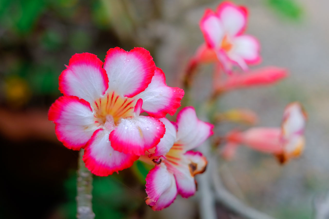 CLOSE-UP OF PINK FLOWERING PLANTS